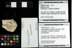 Foto (Objekt + Etiketten) von Cracensigillatus acutirostris (Moericke, 1889) 